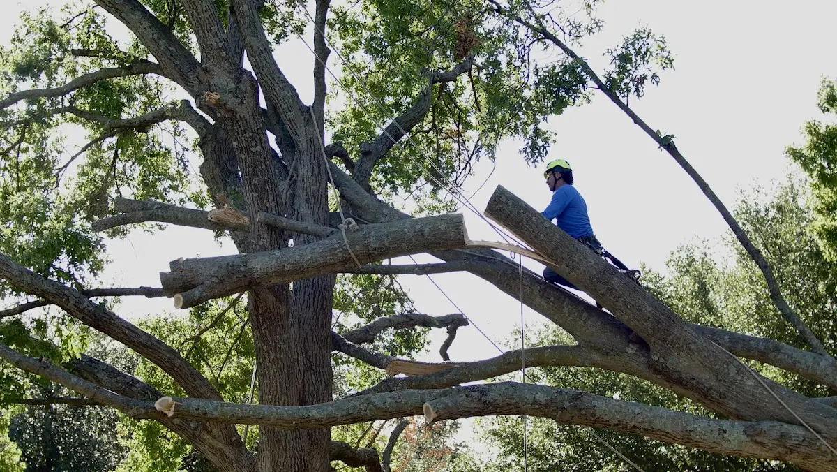 Professional Crown Thinning performed by certified arborists in Stokesdale