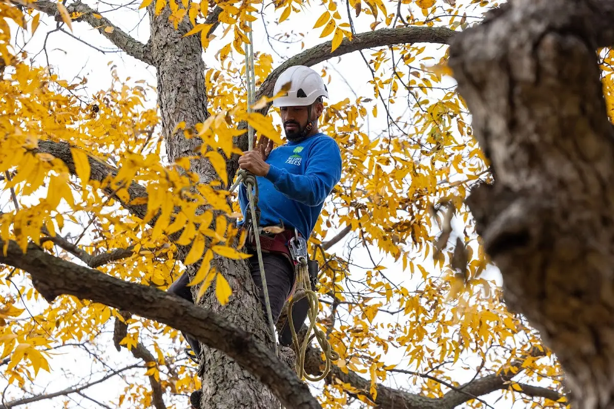Skilled Tree Planing crew working in Stokesdale
